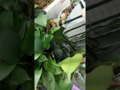 υπερ- γυαλιστερή μαύρη σκόνη χρώματος